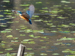 浮上 458-4（父親）