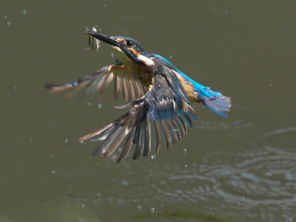 お魚獲れたよ 18-1（父親）