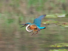 浮上 119-6（父親 ドジョウ獲れたけど）