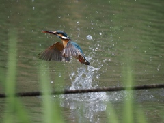 浮上 1262 浮上 1262