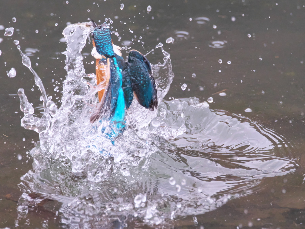 浮上 400-1（父親）