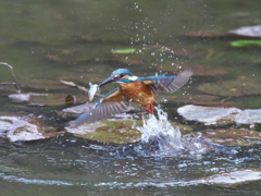 浮上 470-1（父親）