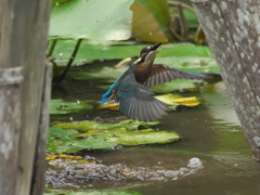 浮上 36-2（雛 何も獲れなかった）