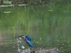 浮上 22-2(ザリガニ獲れたよ)