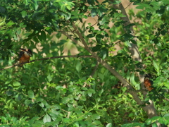 恋の駆引き 3（父親と嫁候補）