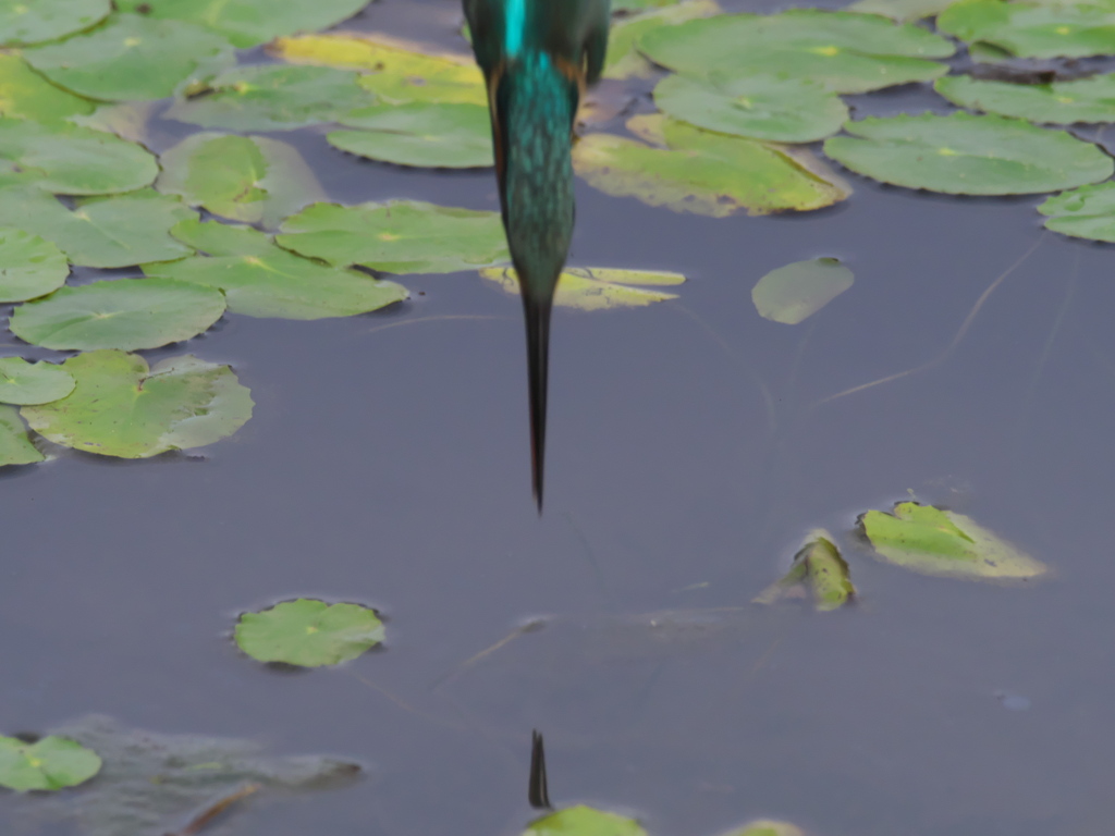 飛び込みシーケンス 23-1（父親 直近）