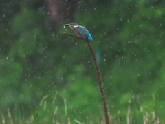 お魚採れたよ4（雛 雨の中で高い止まり木）