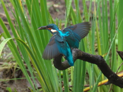 止り木へ 6（父親 霧雨）