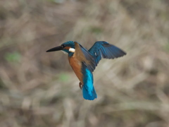 ホバ 8-2（父親）