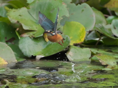 浮上 154（嫁候補）