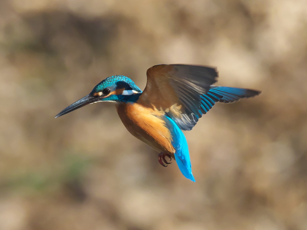 ホバ 35（父親）