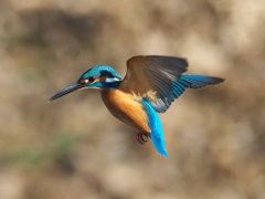 ホバ 35（父親）