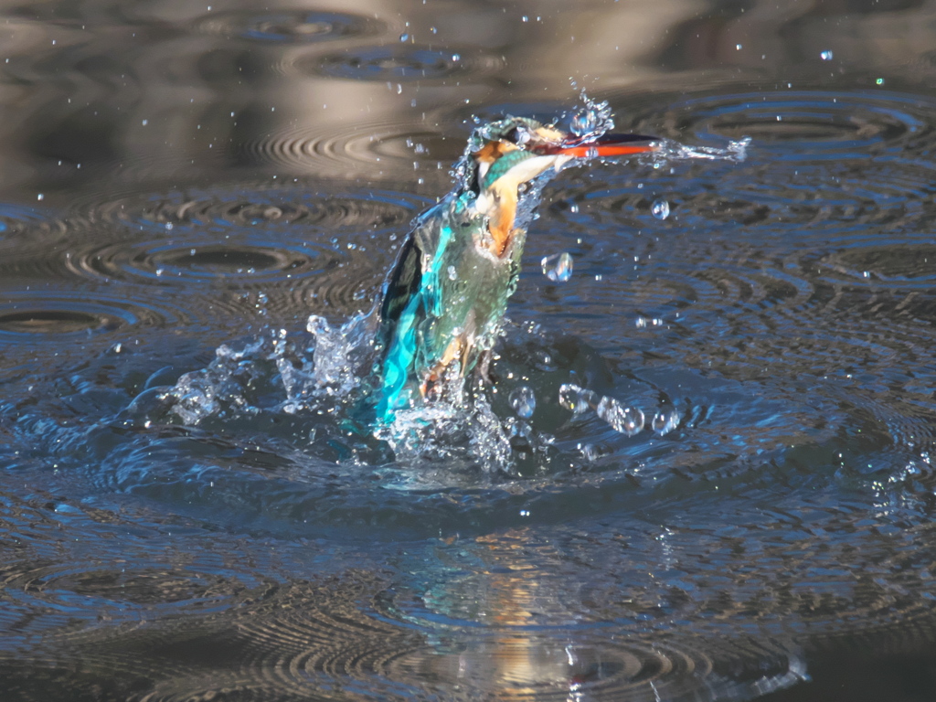 浮上 316-1（嫁候補）