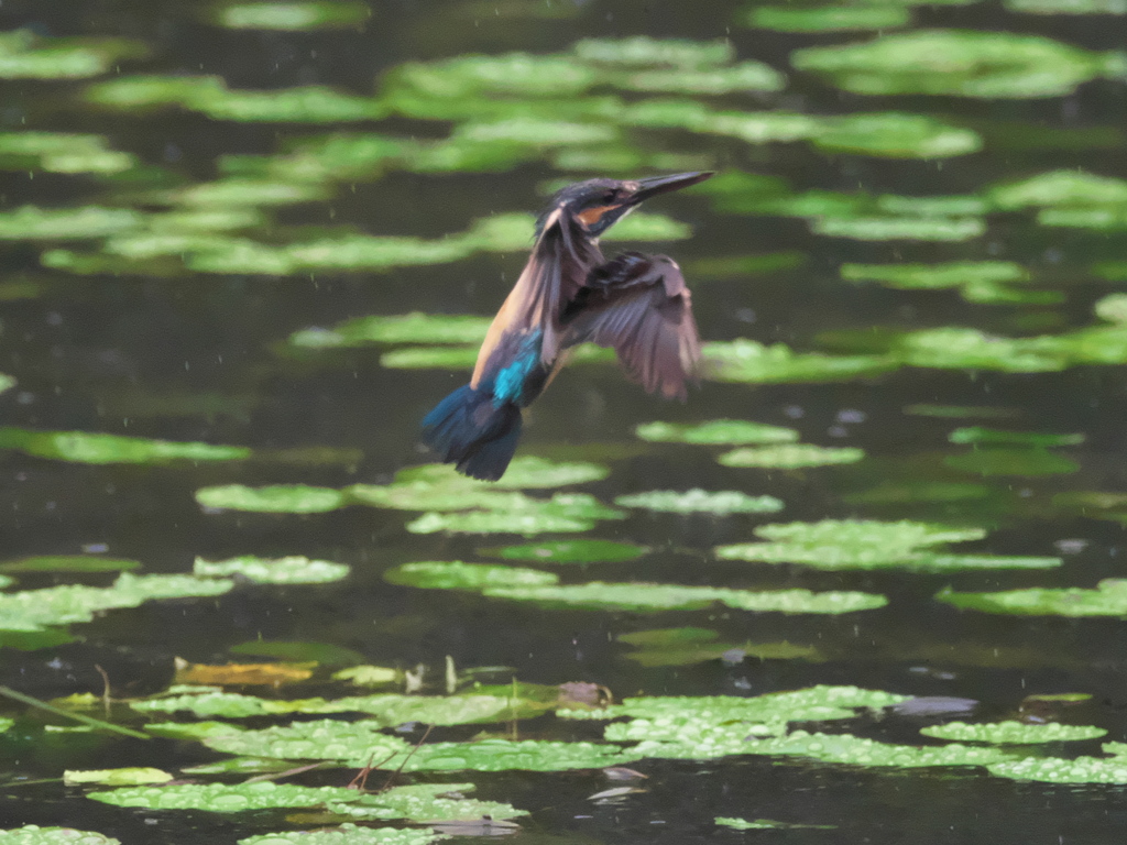 華麗なるターン 10