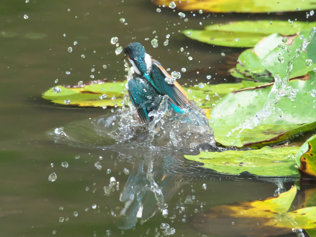 浮上 82-1（黒い若雄）