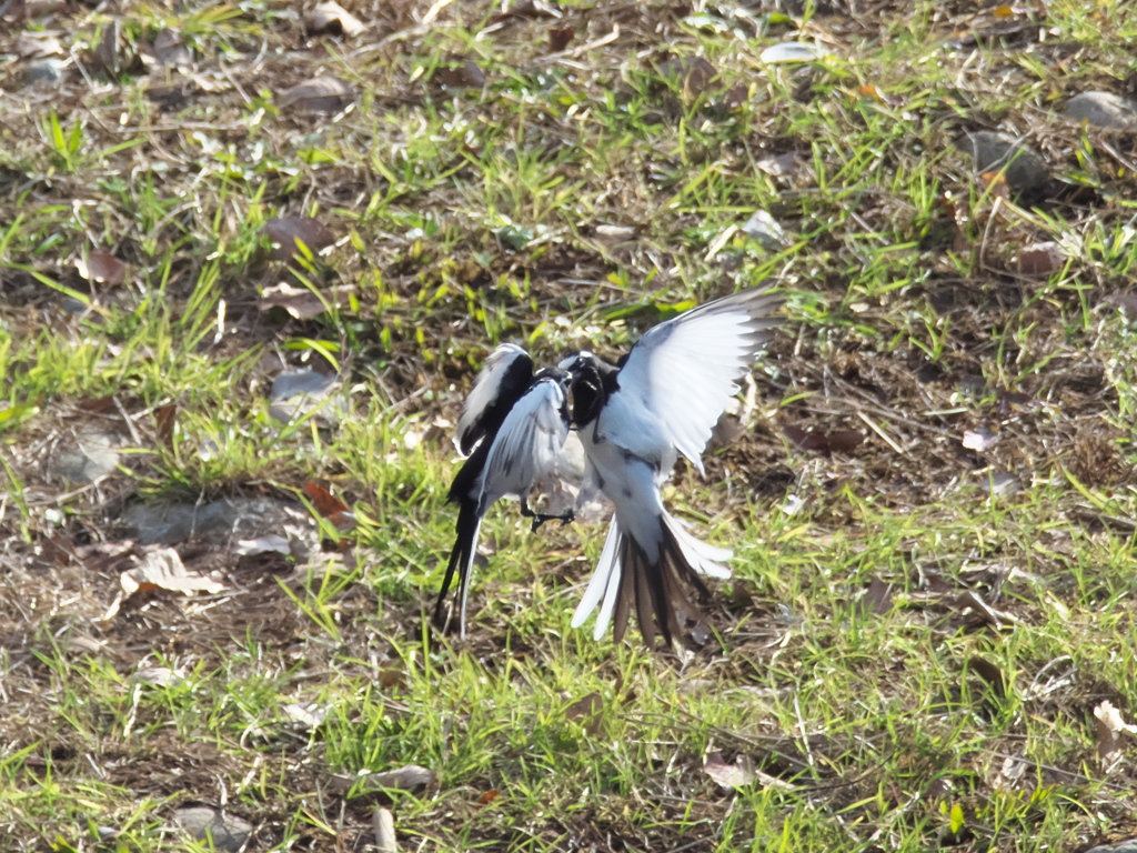 セキレイのバトル 1