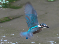 浮上 40（雛 何も獲れなかった）