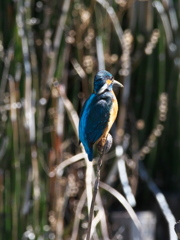 止り木 175（父親）