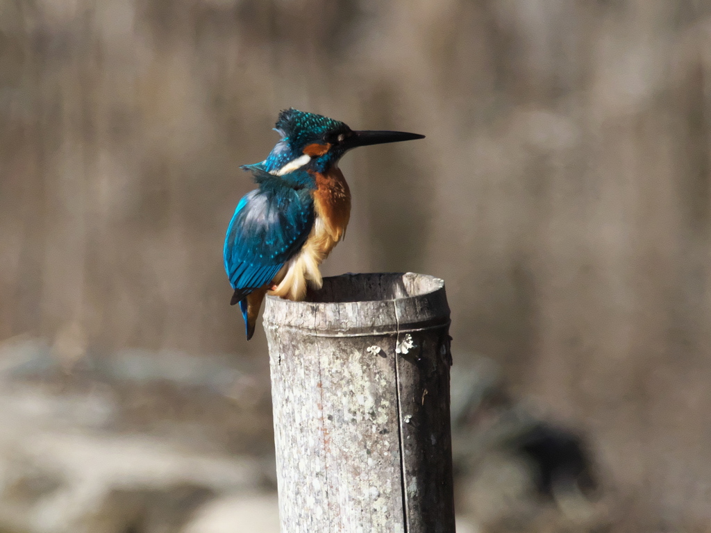 止り木 150（父親）