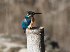 止り木 150（父親）