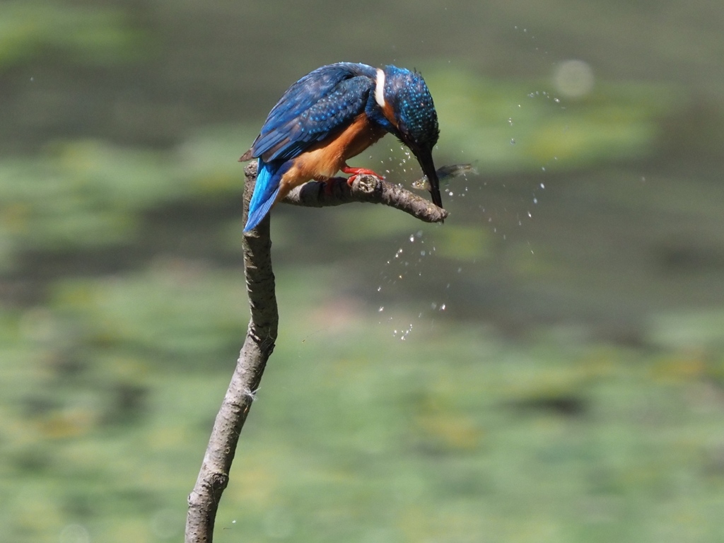 昼ごはん（小魚）
