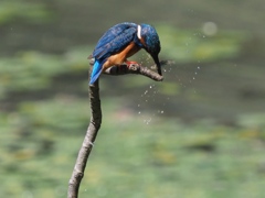 昼ごはん（小魚）