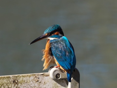 止り木 147（父親）