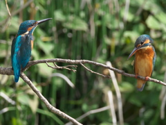 止り木 44-1（父親と嫁候補）