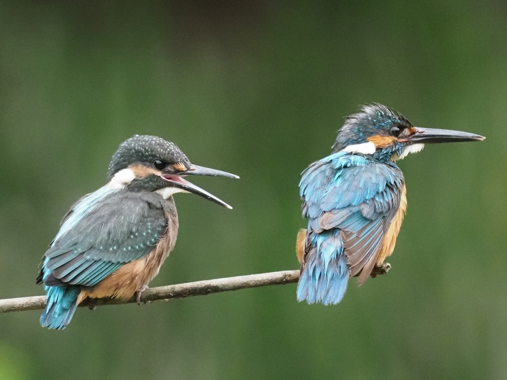 親子 1-4（本当だ...）