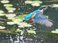 浮上 462（父親）