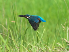水平飛行 55-2