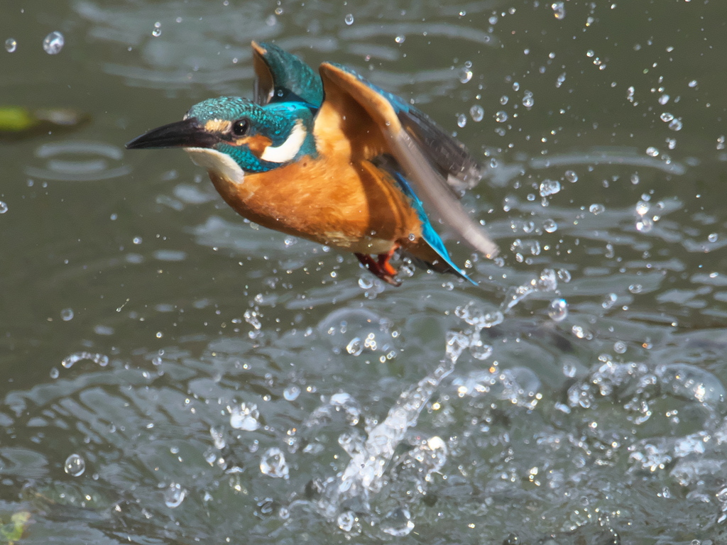 浮上 288-1（父親）