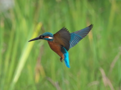 ホバ 13-1（父親）