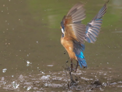 飛び込みシーケンス 7-5（父親）