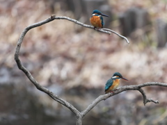 止り木 352（雄と雌）