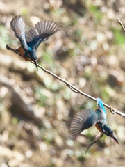 止り木 102（嫁候補と父親）