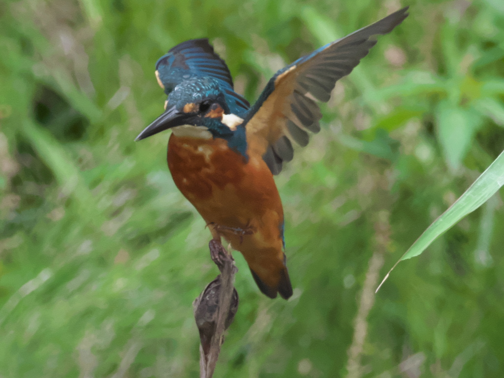 止り木 33（父親）