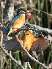 止り木 108-2（嫁候補と父親）
