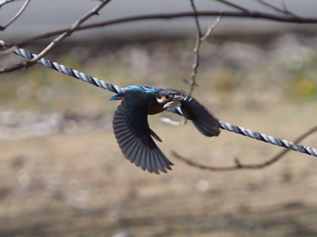 羽が黒く見える…
