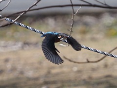 羽が黒く見える…