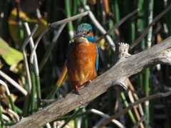 止り木 90（雄 父親では無い）