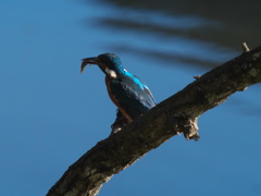 浮上 74-5（父親）