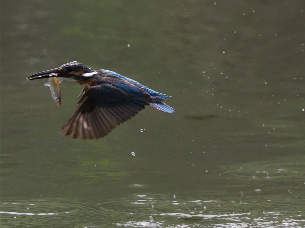 お魚採れたよ 13-2