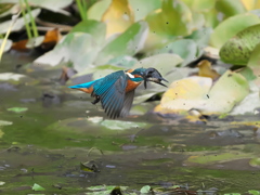 飛び込みシーケンス 35-5