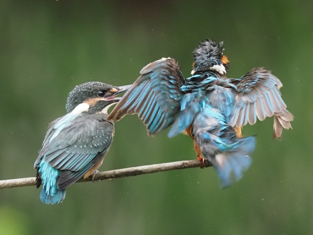 親子 1-2（何も持ってないよ）