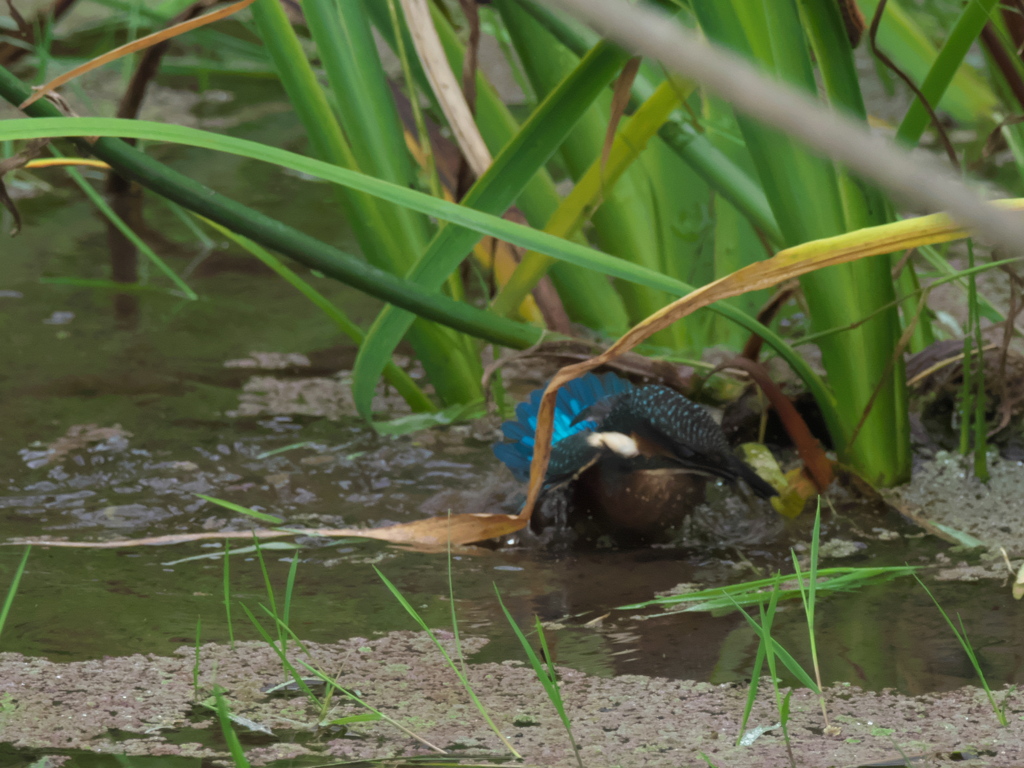 浮上 34-1（雛 只今修業中）