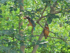 止り木 59（嫁候補と父親）