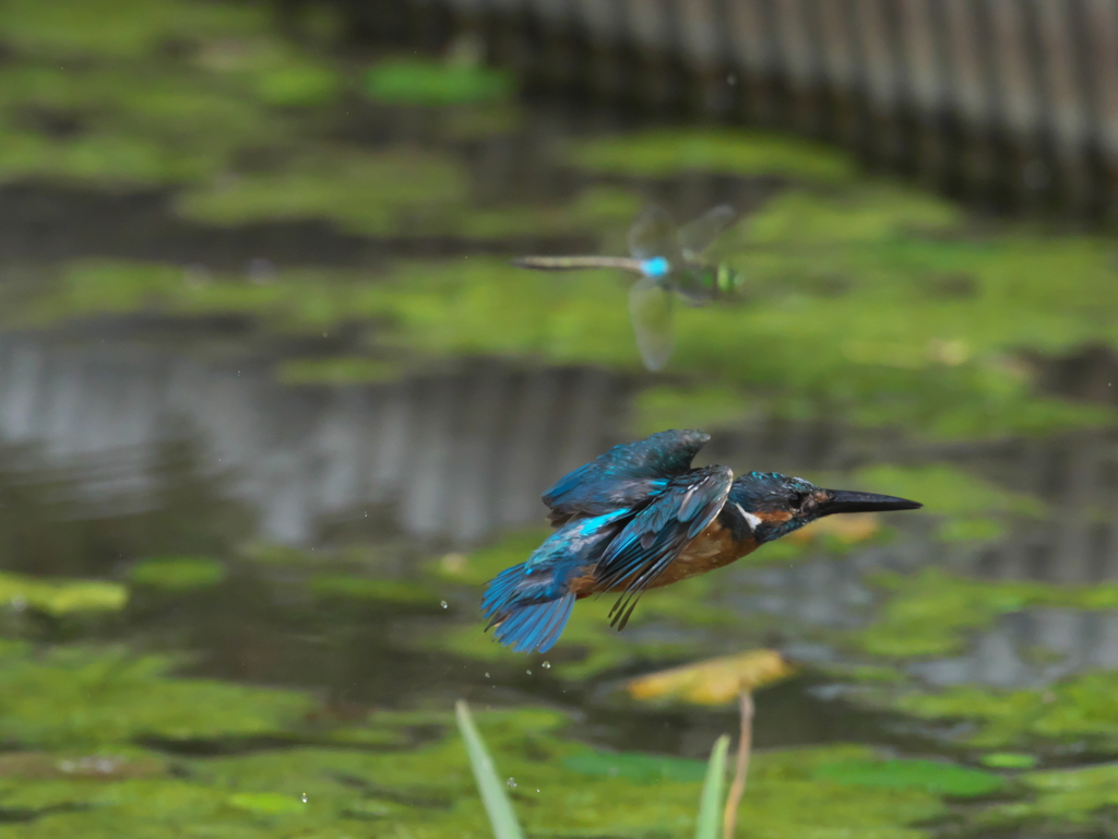 水平飛行 44-2（トンボと共に）