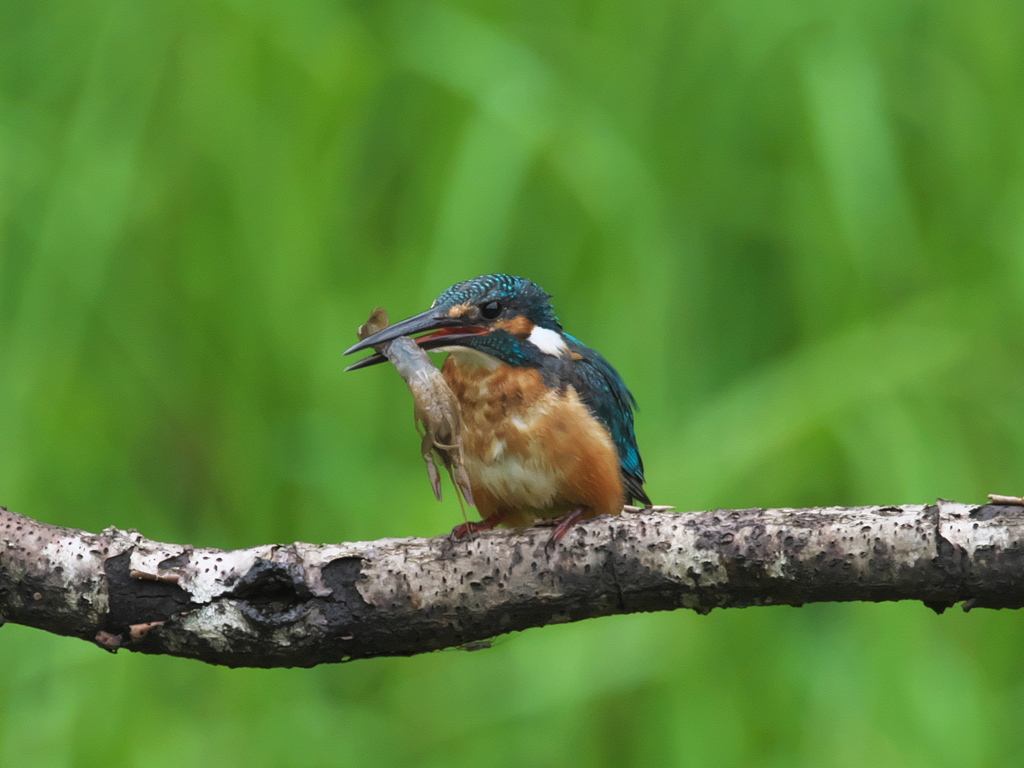 ザリガニ獲れたよ 17