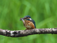 ザリガニ獲れたよ 17